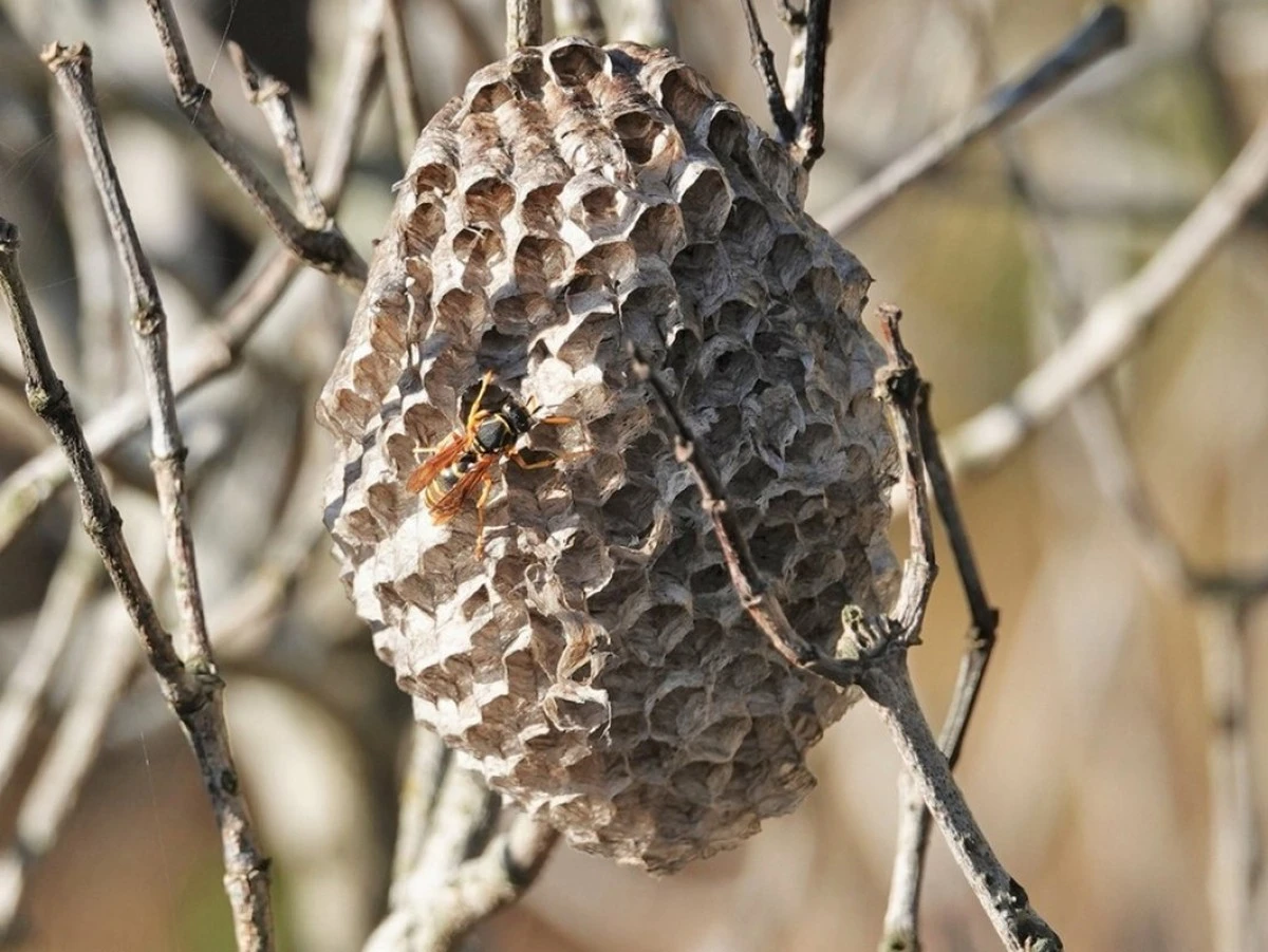 La plaga rayada que acecha tu jardín: el detalle clave para prevenir un desastre - image 1