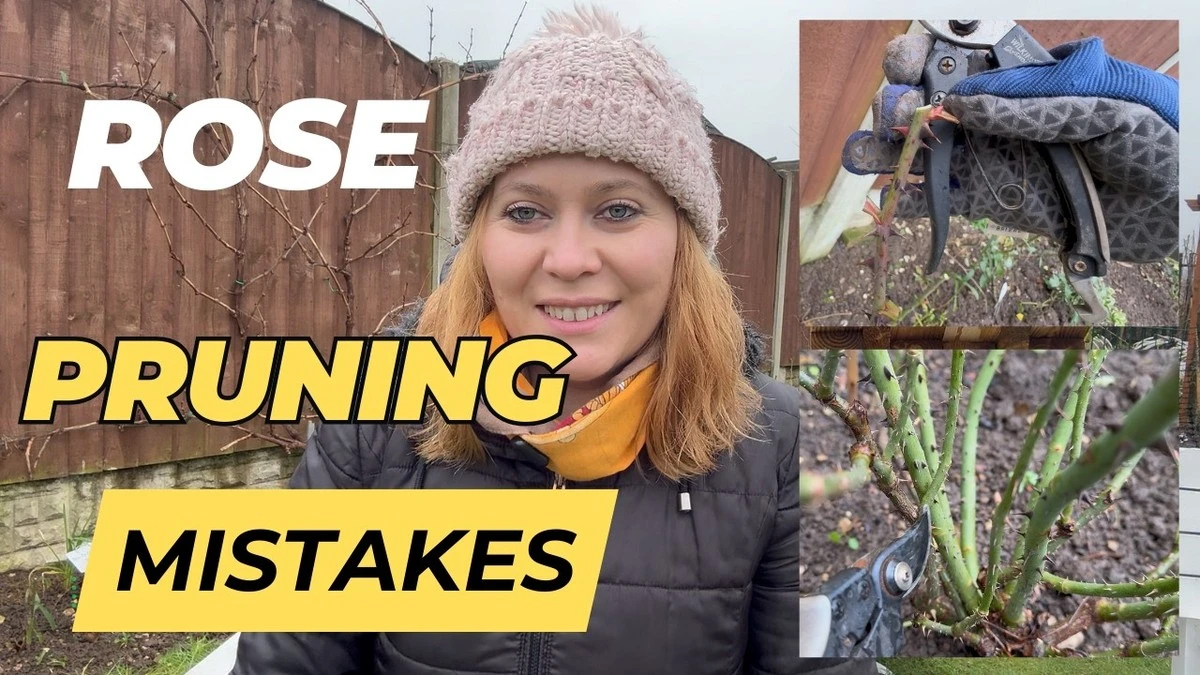 La poda que tu rosal odia: el centímetro clave que impide su floración primaveral - image 1