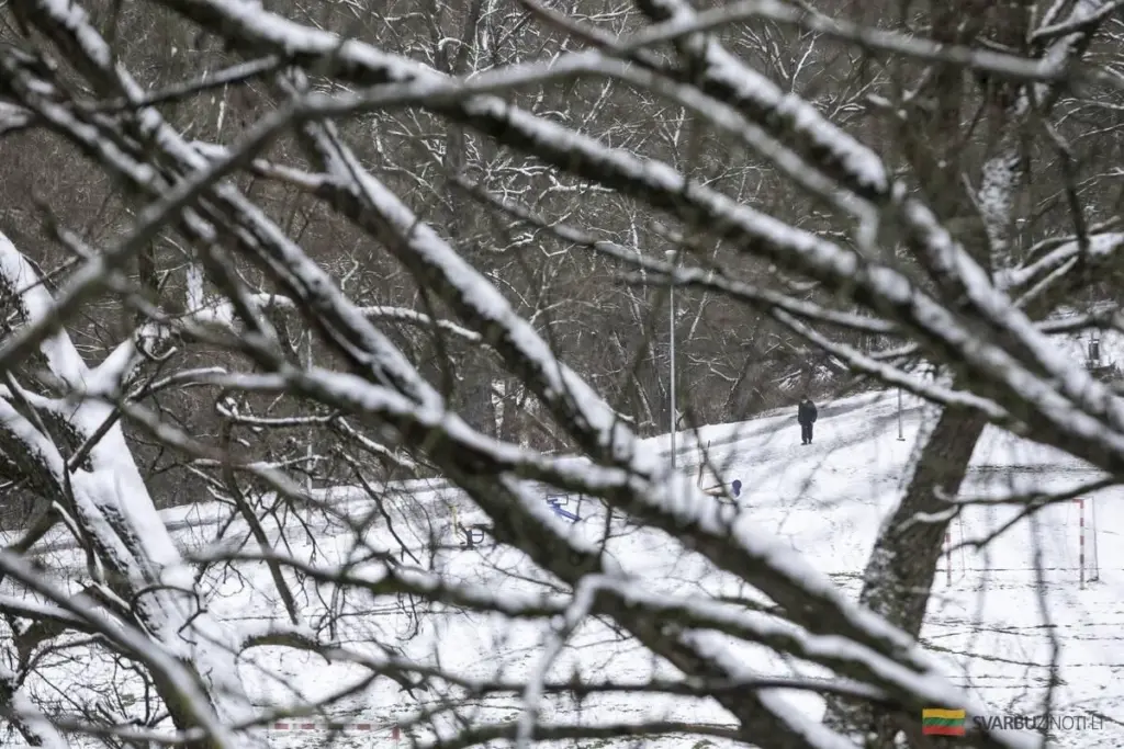 La trágica caída de una rama de árbol: un hombre pierde la vida en el bosque