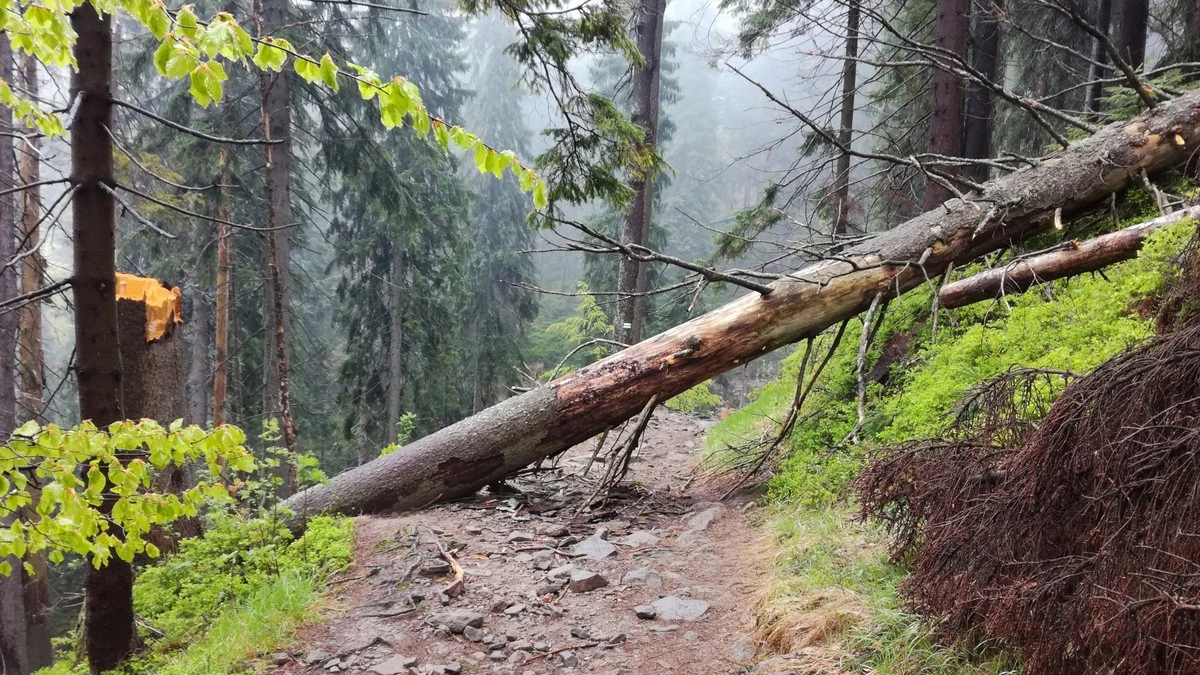 La trágica caída de una rama de árbol: un hombre pierde la vida en el bosque - image 1