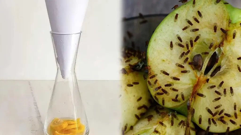 La trampa casera definitiva para acabar con las moscas de la fruta en 24 horas