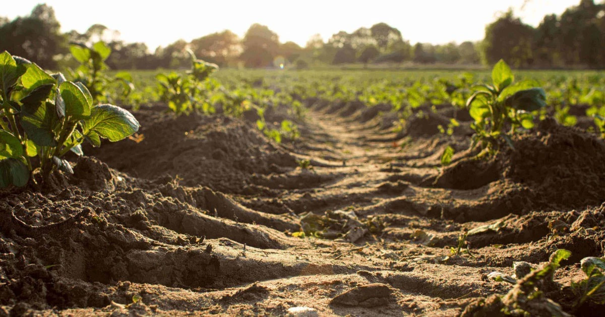 Los abuelos lo sabían, los agrónomos lo confirman: esta siembra protege tu suelo mejor que nada - image 1