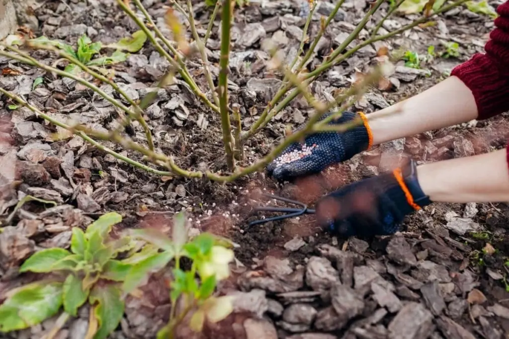 Mi rosal parecía muerto: este gesto en primavera lo devolvió a la vida en días