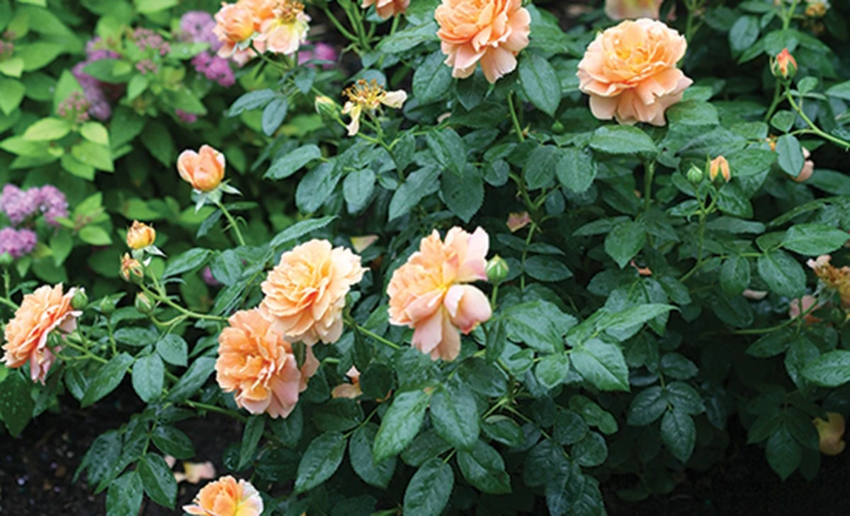 Mi rosal parecía muerto: este gesto en primavera lo devolvió a la vida en días - image 1