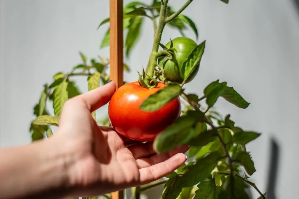 No compres más tutores: lo que ya tienes en casa hace el trabajo | Descubre trucos de jardinería