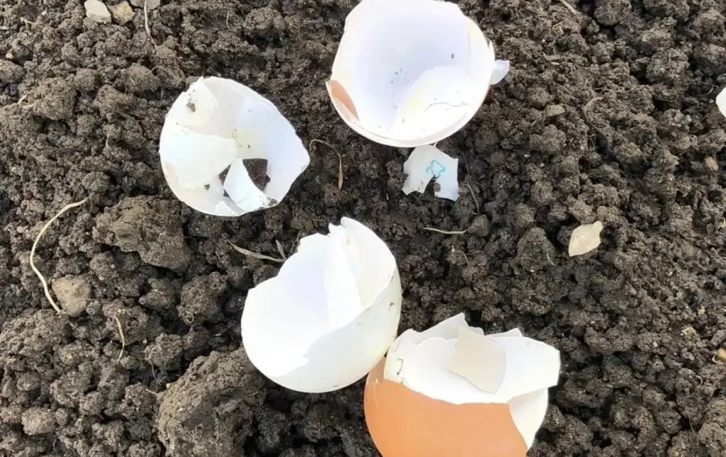 No tires las cáscaras de huevo: este truco casero te ahorrará dinero en limpieza