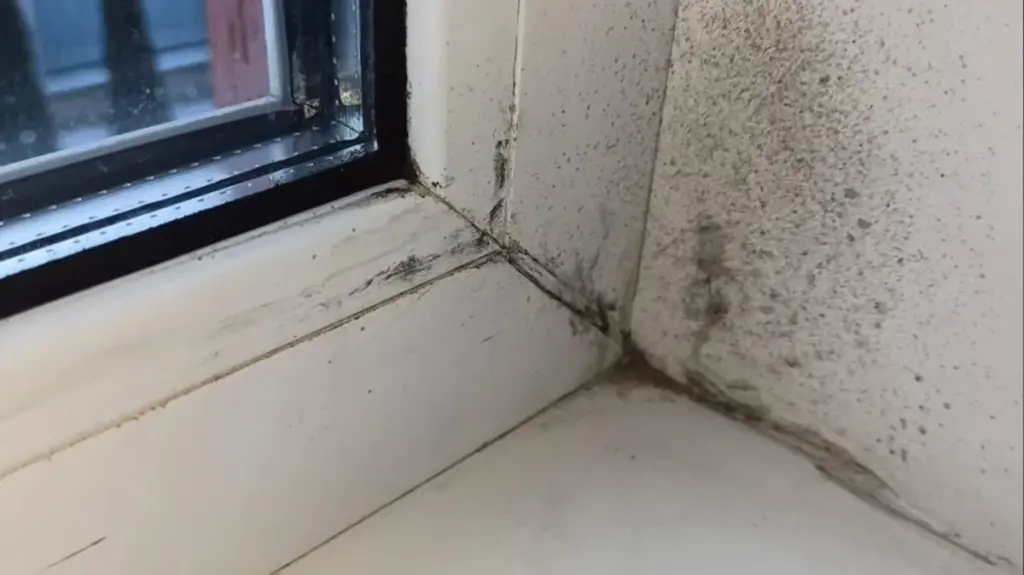 Por qué los expertos en limpieza añaden vinagre al pulverizador para eliminar el moho