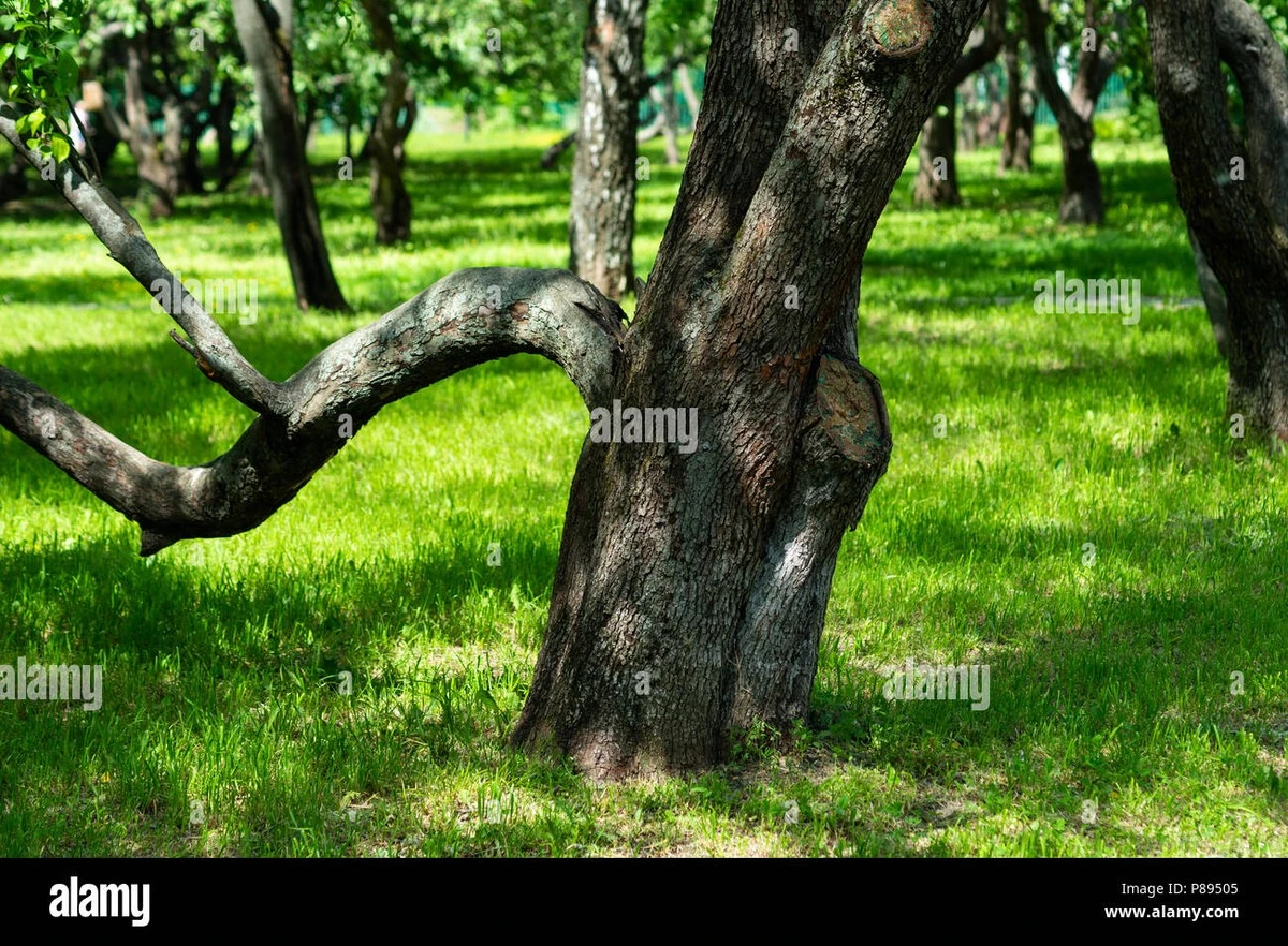 Por qué los jardineros experimentados envuelven los troncos de sus manzanos con cartón ondulado - image 1
