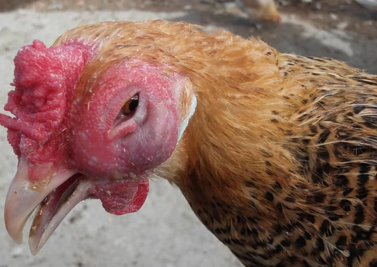 Por qué los supermercados se quedan sin huevos y cómo proteger tu gallinero de la próxima epidemia - image 1