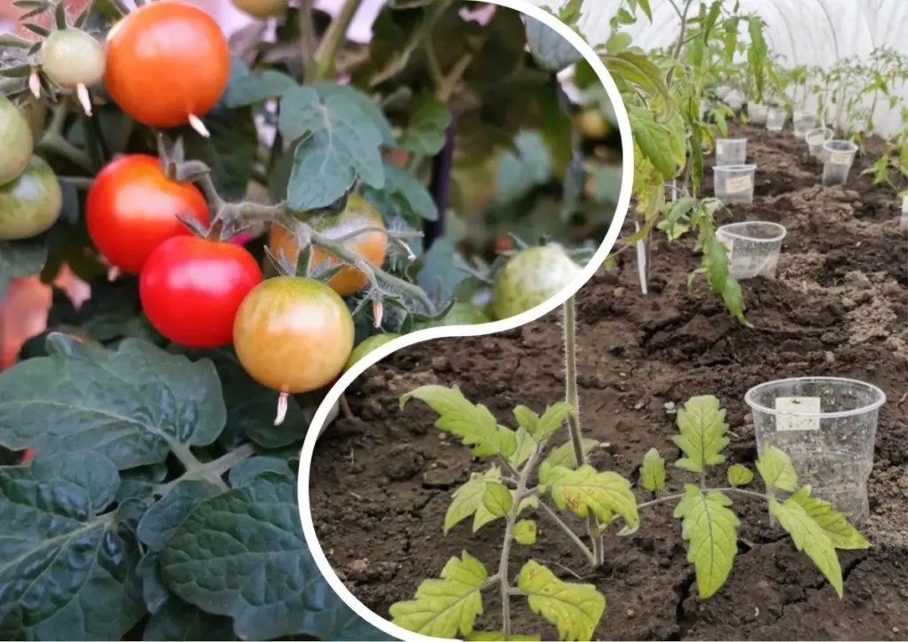 Por qué los tomates necesitan un nuevo hogar cada año: el secreto del huerto exitoso