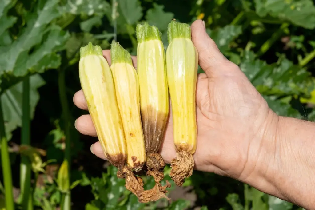 Por qué tus calabacines pequeños se ponen amarillos y se caen: el secreto que un jardinero me reveló
