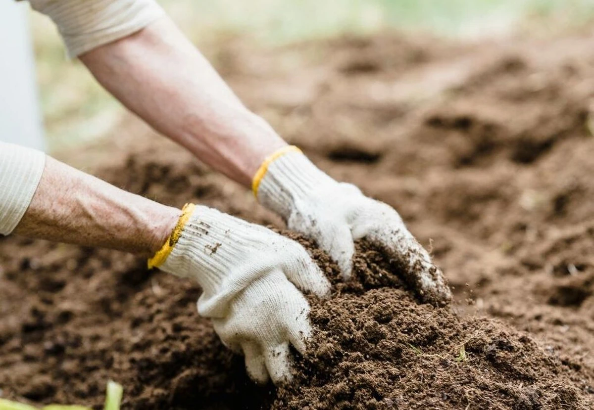 Por qué tu seto joven no prospera: el error fatal que cometes al plantarlo - image 1