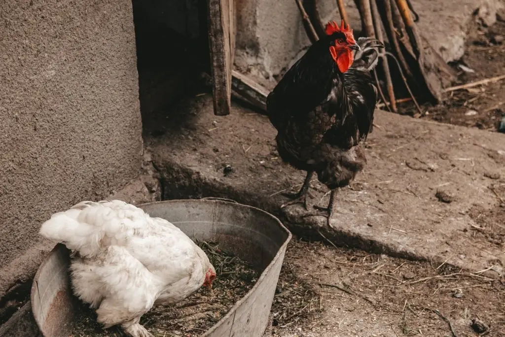 Prepara tu gallinero para la primavera: el spa natural que tus gallinas adorarán