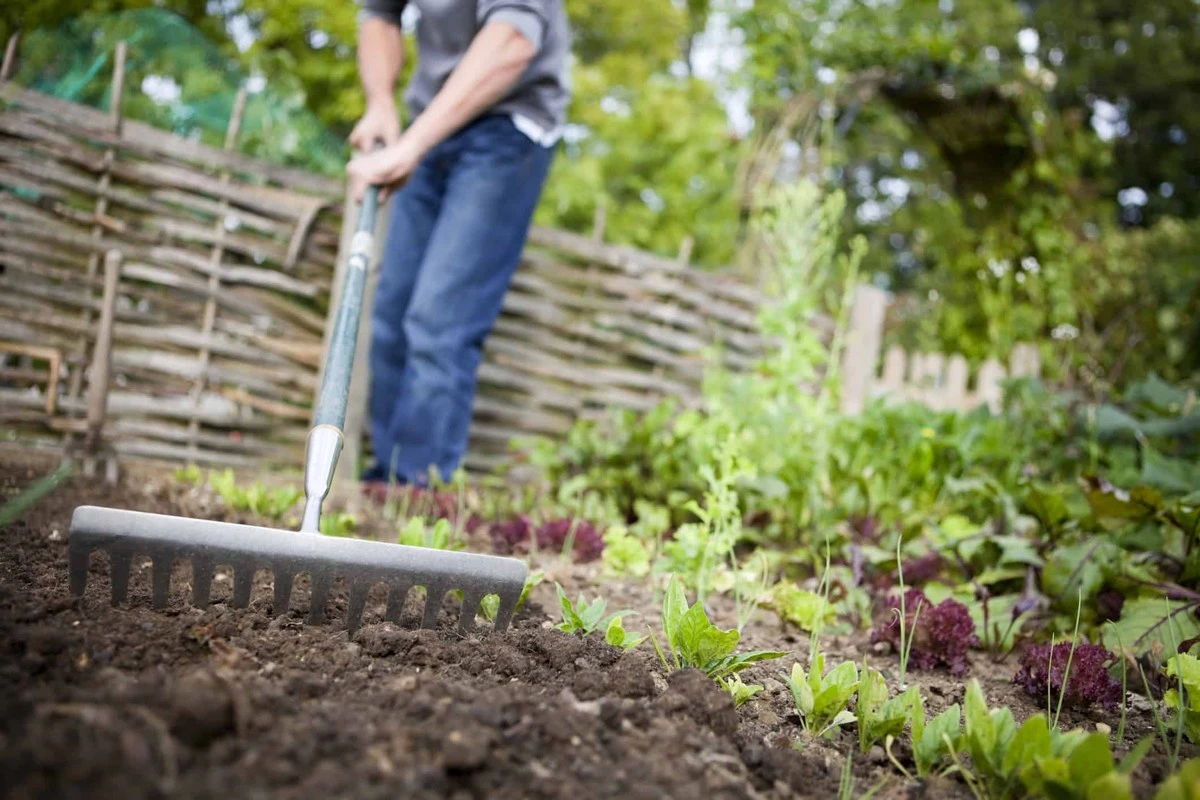 Prepara tu huerto para la temporada: trucos de jardineros expertos que te sorprenderán - image 1