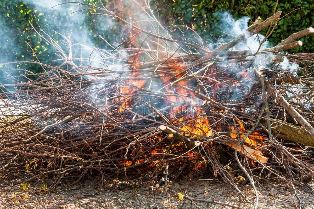Quemar restos de poda en tu jardín: la multa que podrías recibir y por qué deberías dejar de hacerlo - image 1