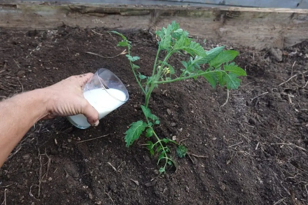 Salva tus tomates del mildiú y el cul noir con un ingrediente secreto de tu nevera