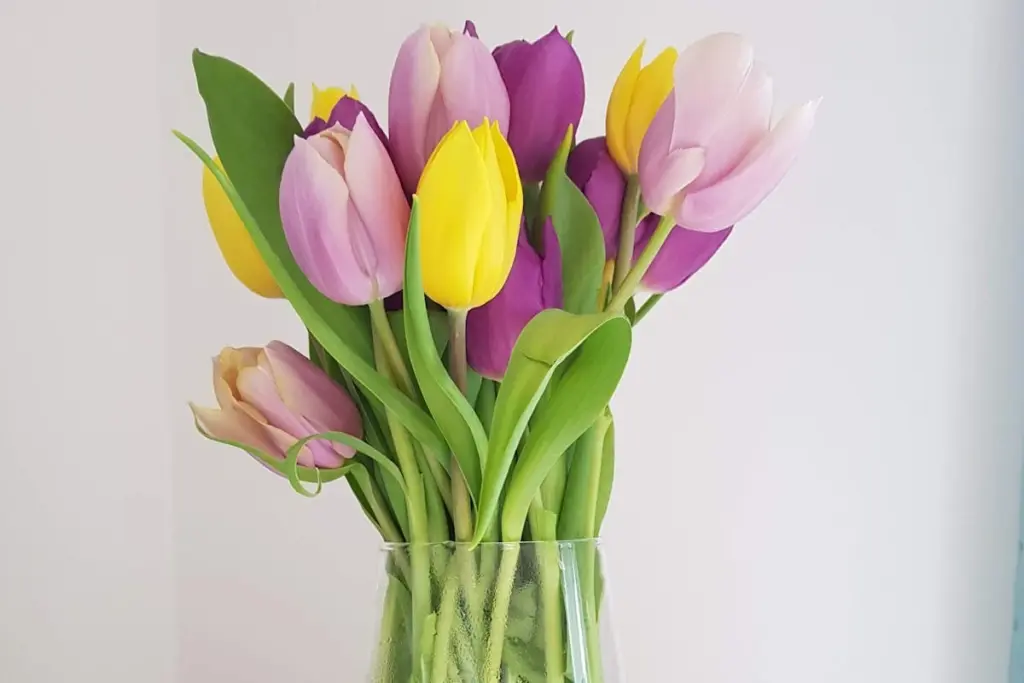 Secreto de floristas: Trucos para que tus tulipanes frescos duren una semana (o más)