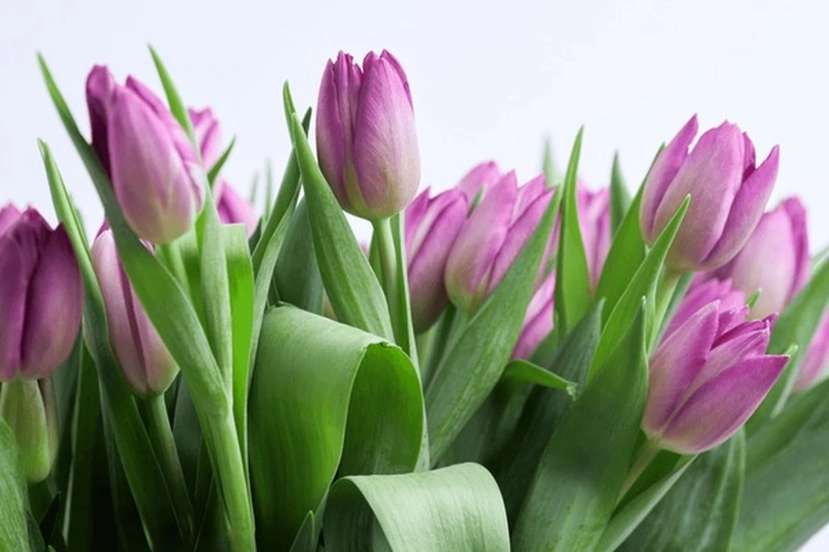 Secreto de floristas: Trucos para que tus tulipanes frescos duren una semana (o más) - image 1