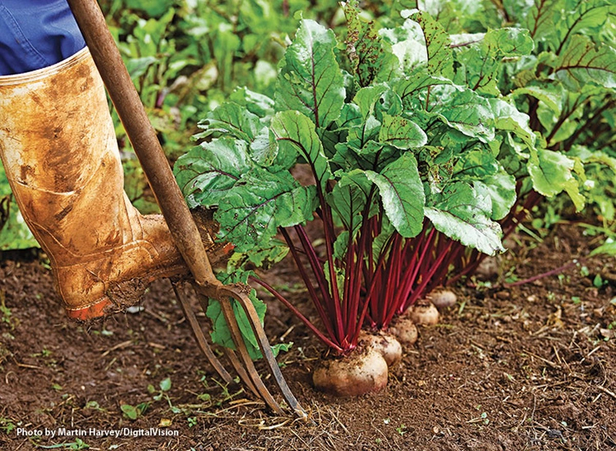 Siembra 3 semillas, quédate con 1: el asombroso truco para cosechar esta raíz olvidada con muy poca agua - image 1