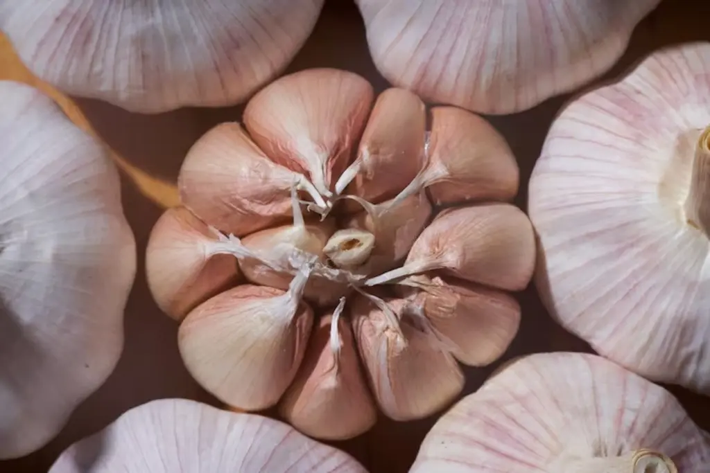Siembra ajos en primavera para cosechas gigantes: el secreto que los expertos aplican