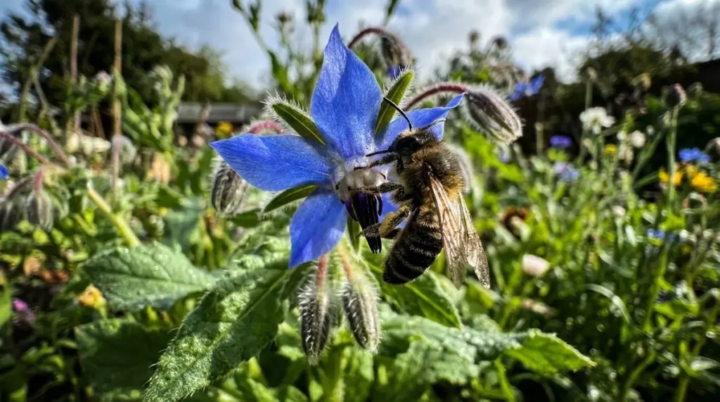 Solo una planta azul atrae todas las abejas a tu jardín (¡y se resiembra sola!)