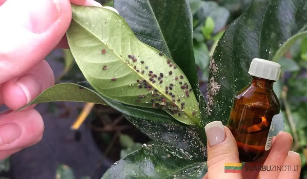 Soluciones caseras y efectivas para eliminar arañas rojas y pulgones de tus plantas