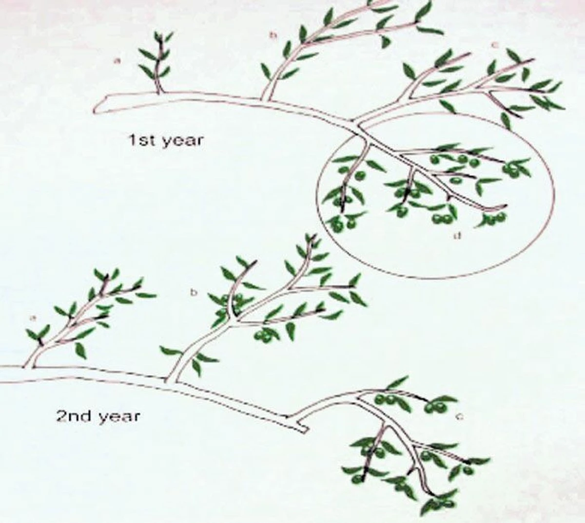 Tus olivos pueden dar mucho más: 4 pasos clave antes de que termine abril - image 1