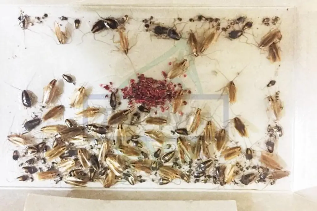 Un truco casero que hará que los insectos huyan de tu hogar para siempre