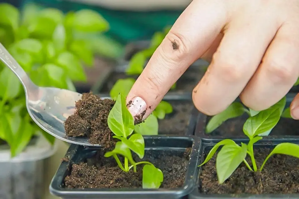 Vecina comparte truco: semillas de pimiento germinan en menos de 24 horas