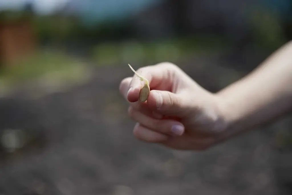 Zucchini: The Garden Vegetable That Grows Effortlessly and Yields Kilograms – I Never Tire of It in the Kitchen