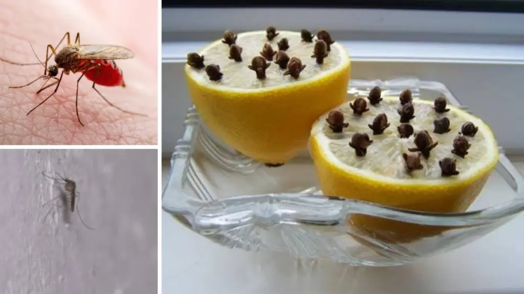 Zumos cítricos y clavo: el truco casero para decir adiós a los mosquitos