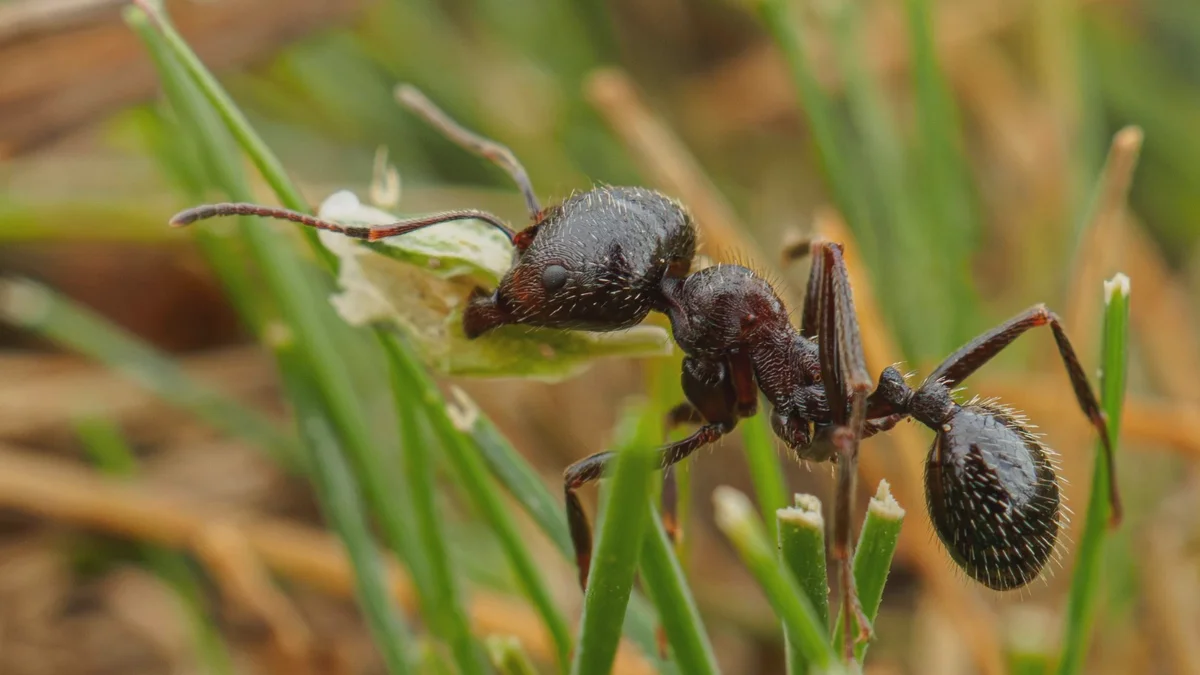Basta con una botella de plástico y un ingrediente de farmacia. Las hormigas abandonarán el jardín en una noche