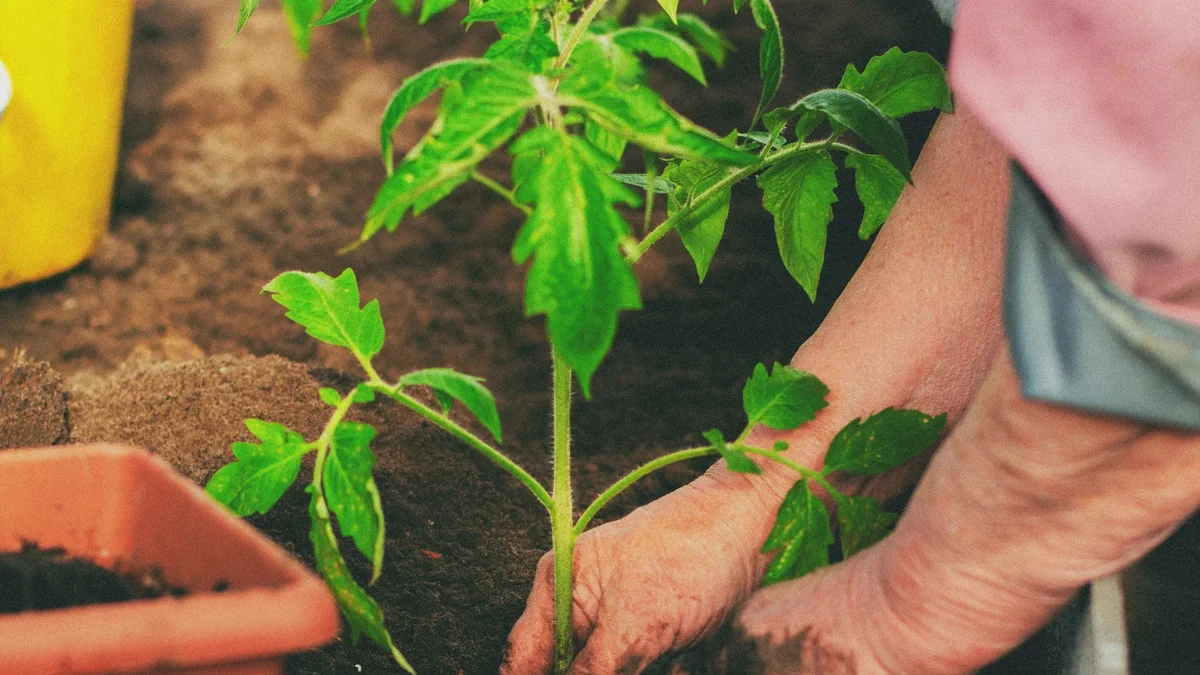 Así planto tomates en el suelo. Un solo paso marca más la diferencia que el abono