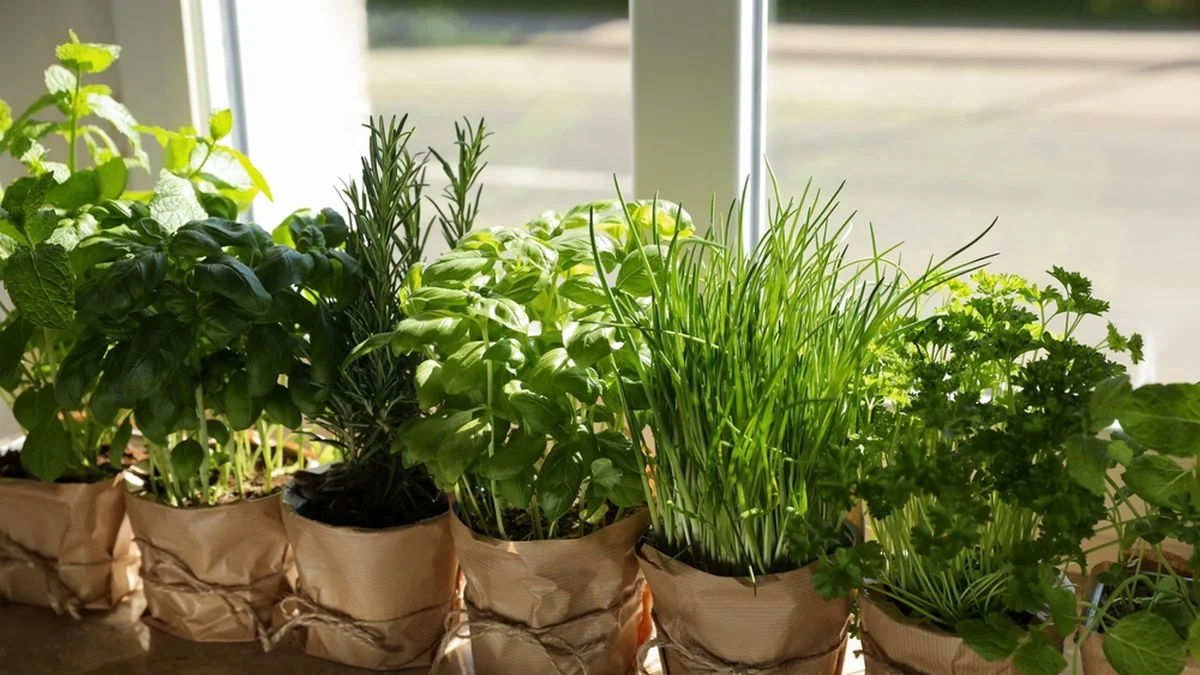 Ponla en el alféizar: La popular planta que mantiene alejadas moscas y mosquitos