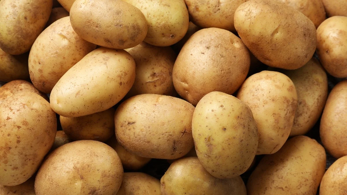 La industria europea de la patata golpeada por una masiva crisis de sobreproducción